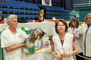 Wiltshire & District Cat Club Show 2009 Pictures by Paul Marshall